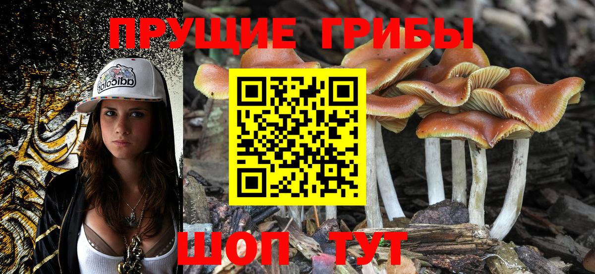 как найти закладки  Псилоцибиновые грибы GOLDEN TEACHER  Вход с VPN  Кинель 